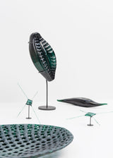 Planothidium · Verre marin Glaz